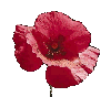 red poppy